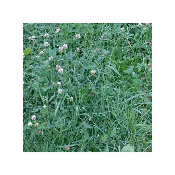 Sukkertoppen - DSV - 5 kg