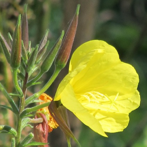 To-�rig natlys - Oenothera biennis - ca 20.000 fr�