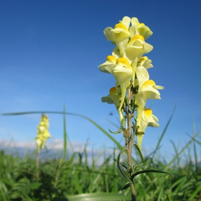 Alm. torskemund - Linaria vulgaris - ca. 50.000 fr
