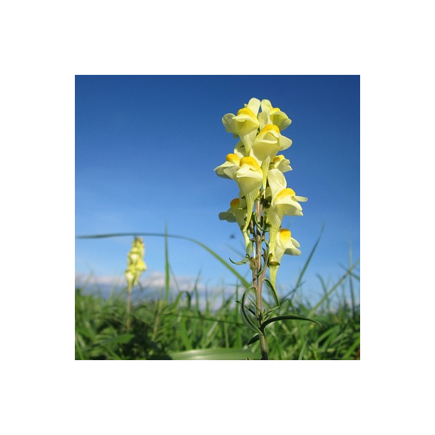 Alm. torskemund - Linaria vulgaris - ca. 50.000 fr�