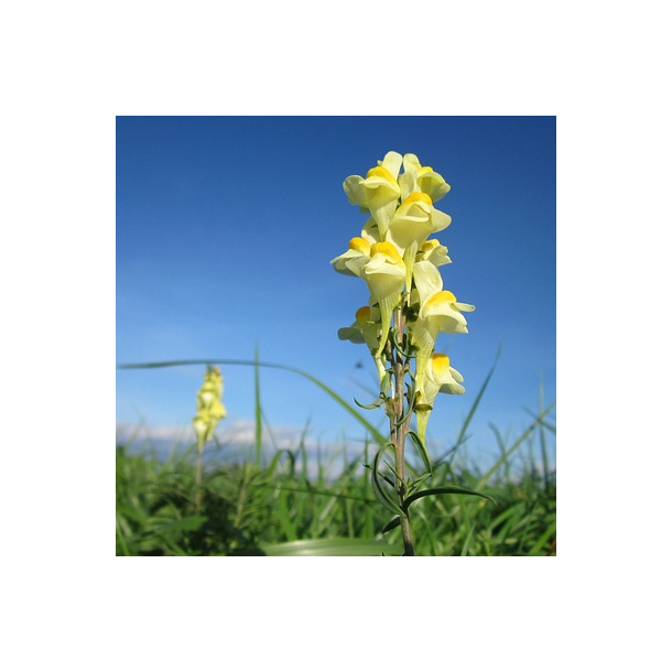 Alm. torskemund - Linaria vulgaris - ca. 50.000 fr