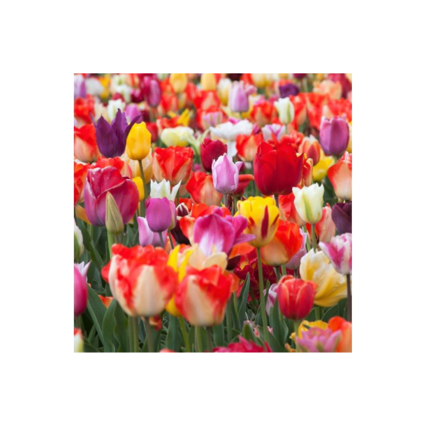 Tulipan -  Garden MIX - stk.