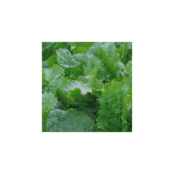 Stubturnips  'Jupiter' - 1 kg