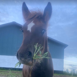 Urteblanding til heste - 1 kg