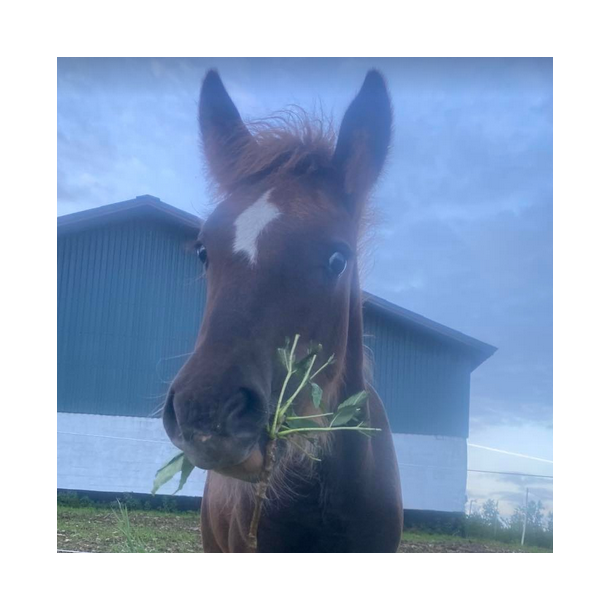 Urteblanding til heste - 1 kg