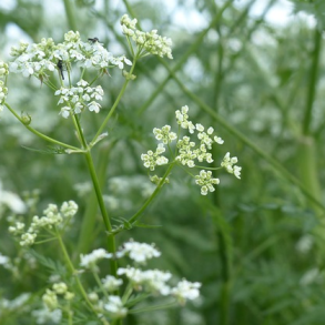 Vild k�rvel - Anthriscus sylvestris - ca. 800 fr�