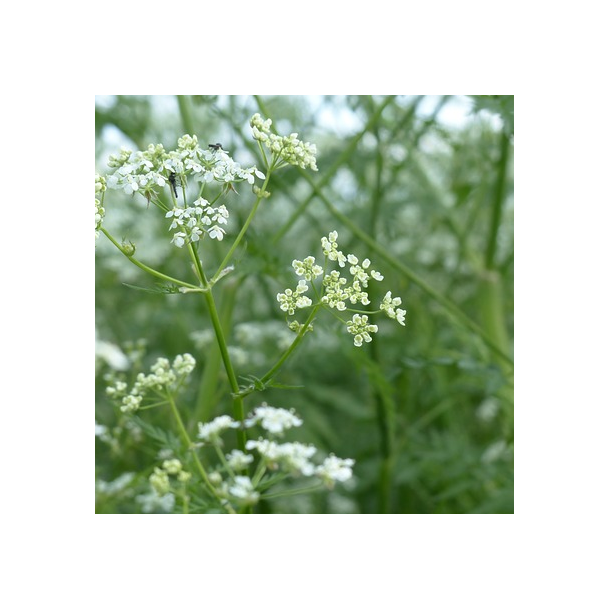 Vild k�rvel - Anthriscus sylvestris - ca. 800 fr�