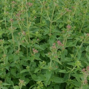 Vild merian - Origanum vulgare - ca. 50.000 fr�