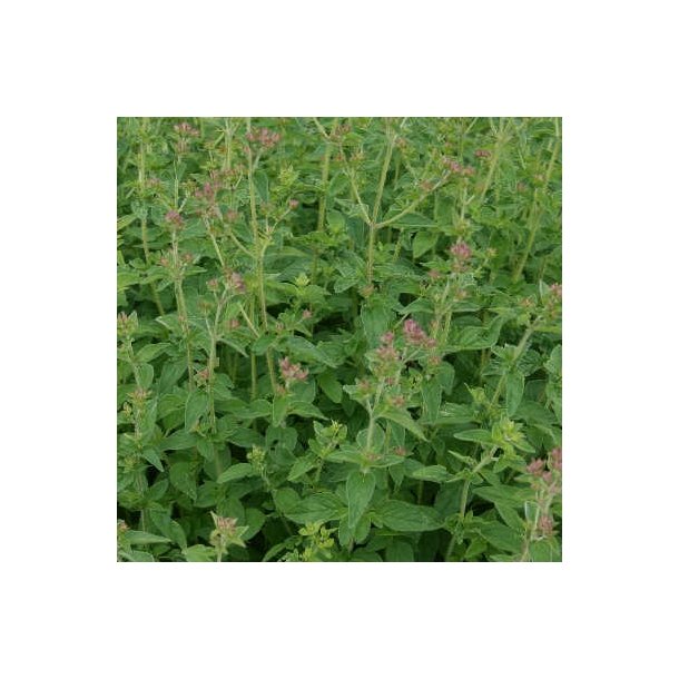 Vild merian - Origanum vulgare - ca. 50.000 fr�