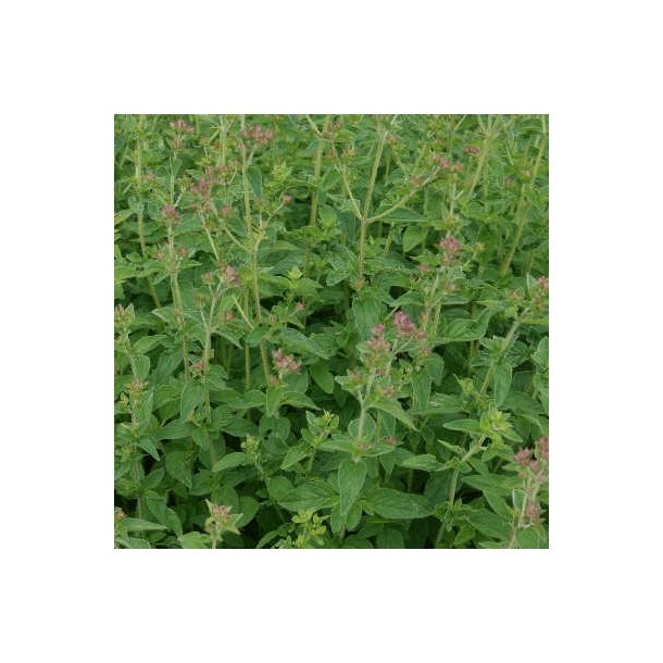 Vild merian - Origanum vulgare - ca. 50.000 fr