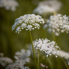 Vild gulerod - Daucus Carota - ca. 7.000 fr�