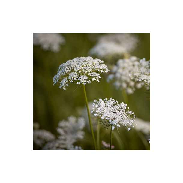 Vild gulerod - Daucus Carota - ca. 7.000 fr�