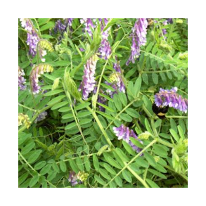 Sandvikke/Vintervikke - 10 kg