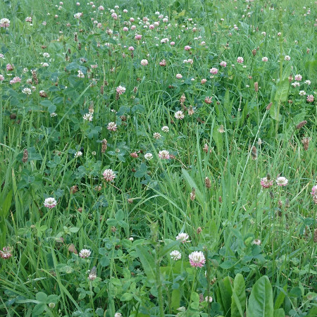 Gr&aelig;sfr&oslash; og gr&aelig;sblandinger