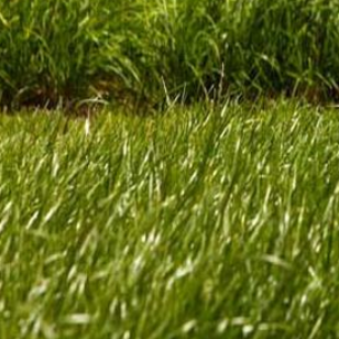 Gr&aelig;sfr&oslash; til f&aring;r