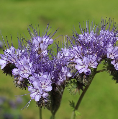 Fr&oslash; - diverse vildtafgr&oslash;der