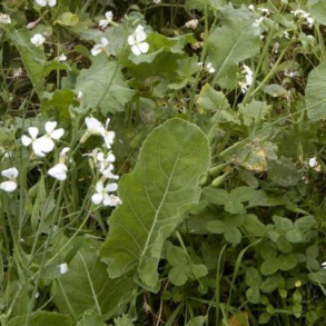 Frøblandinger til hjortevildt