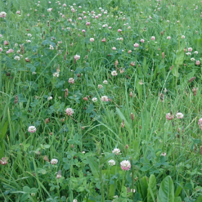 Græsfrø og græsblandinger