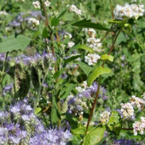 Insekt- og bivenlige frøblandinger