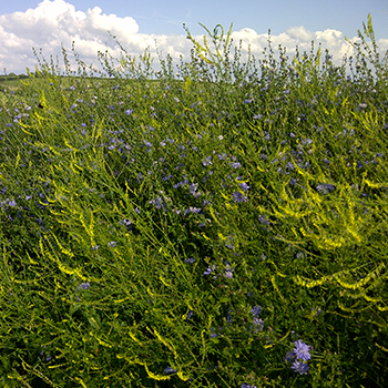Fr&oslash;blandinger til fuglevildt
