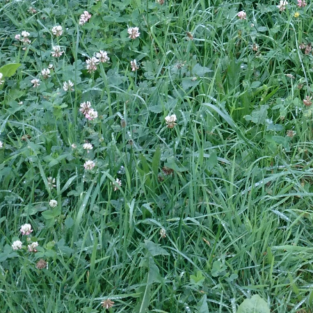 Gr&aelig;sfr&oslash; til hestefolde